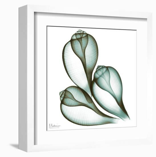 Sea Shells in Green II-Albert Koetsier-Framed Art Print