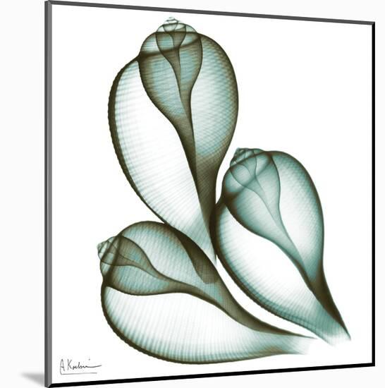 Sea Shells in Green II-Albert Koetsier-Mounted Art Print