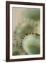 Sea Shells IV-Karyn Millet-Framed Photographic Print