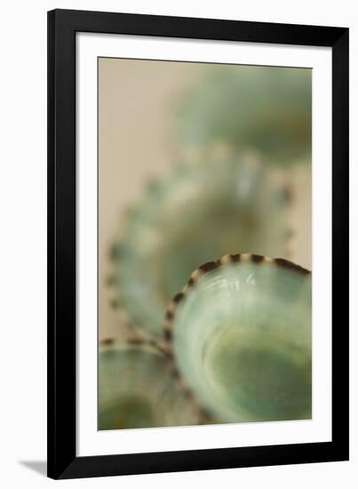 Sea Shells IV-Karyn Millet-Framed Photographic Print