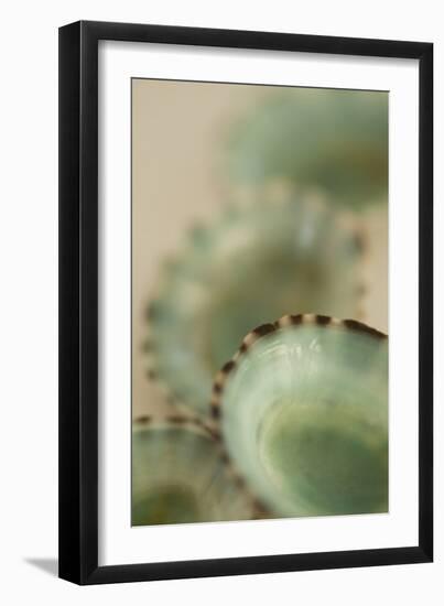 Sea Shells IV-Karyn Millet-Framed Premium Photographic Print