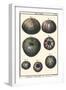 Sea Shells IV-Denis Diderot-Framed Art Print