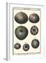 Sea Shells IV-Denis Diderot-Framed Art Print