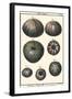 Sea Shells IV-Denis Diderot-Framed Art Print