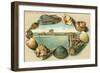 Sea Shells, Lime Rocks Lighthouse, Newport, Rhode Island-null-Framed Art Print