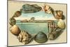 Sea Shells, Lime Rocks Lighthouse, Newport, Rhode Island-null-Mounted Art Print