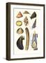 Sea Shells: Livid Top, Yellow Periwinkle,Wentletrap, Cockle, Razorshell, Mussel-James Sowerby-Framed Art Print