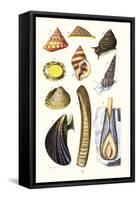 Sea Shells: Livid Top, Yellow Periwinkle,Wentletrap, Cockle, Razorshell, Mussel-James Sowerby-Framed Stretched Canvas