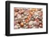 Sea Shells on Sandy Beach-null-Framed Art Print