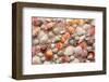 Sea Shells on Sandy Beach-null-Framed Art Print