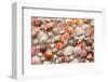 Sea Shells on Sandy Beach-null-Framed Art Print