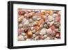 Sea Shells on Sandy Beach-null-Framed Art Print