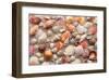 Sea Shells on Sandy Beach-null-Framed Art Print