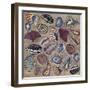 Sea Shells- Square-Carissa Luminess-Framed Giclee Print