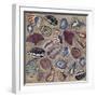 Sea Shells- Square-Carissa Luminess-Framed Giclee Print