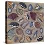 Sea Shells- Square-Carissa Luminess-Stretched Canvas