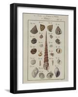 Sea Shells: Trochi-Vogel-Framed Giclee Print