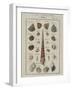Sea Shells: Trochi-Vogel-Framed Giclee Print