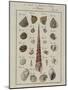 Sea Shells: Trochi-Vogel-Mounted Giclee Print