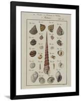 Sea Shells: Trochi-Vogel-Framed Giclee Print