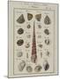 Sea Shells: Trochi-Vogel-Mounted Giclee Print