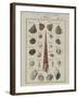 Sea Shells: Trochi-Vogel-Framed Giclee Print
