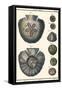 Sea Shells V-Denis Diderot-Framed Stretched Canvas