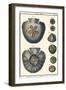 Sea Shells V-Denis Diderot-Framed Art Print