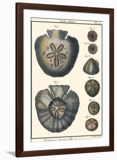 Sea Shells V-Denis Diderot-Framed Art Print