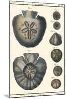 Sea Shells V-Denis Diderot-Mounted Art Print