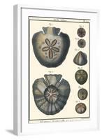 Sea Shells V-Denis Diderot-Framed Art Print