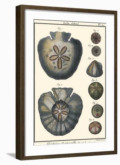 Sea Shells V-Denis Diderot-Framed Art Print