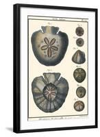 Sea Shells V-Denis Diderot-Framed Art Print