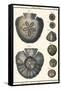 Sea Shells V-Denis Diderot-Framed Stretched Canvas