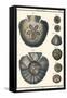 Sea Shells V-Denis Diderot-Framed Stretched Canvas