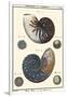 Sea Shells VI-Denis Diderot-Framed Art Print