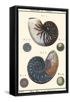 Sea Shells VI-Denis Diderot-Framed Stretched Canvas