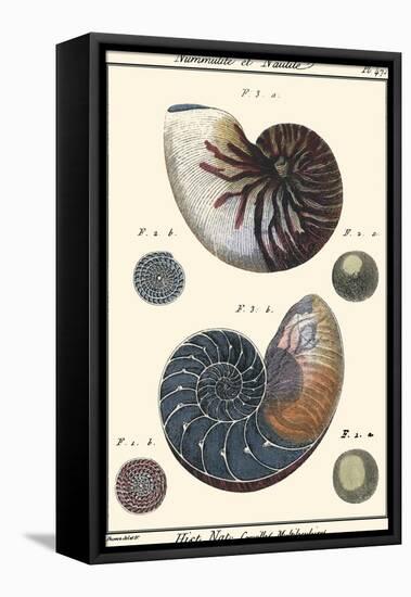 Sea Shells VI-Denis Diderot-Framed Stretched Canvas