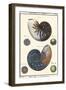 Sea Shells VI-Denis Diderot-Framed Art Print