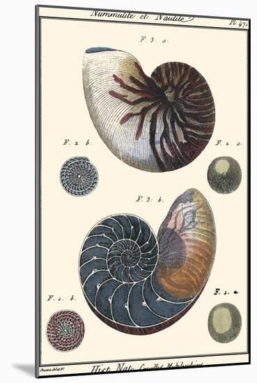 Sea Shells VI-Denis Diderot-Mounted Art Print