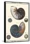 Sea Shells VI-Denis Diderot-Framed Stretched Canvas