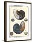 Sea Shells VI-Denis Diderot-Framed Art Print