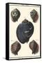 Sea Shells VII-Denis Diderot-Framed Stretched Canvas