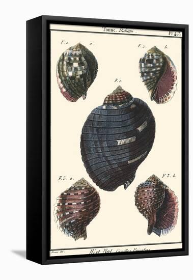 Sea Shells VII-Denis Diderot-Framed Stretched Canvas