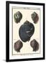 Sea Shells VII-Denis Diderot-Framed Art Print