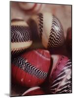 Sea Shells-Nina Leen-Mounted Photographic Print