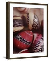 Sea Shells-Nina Leen-Framed Photographic Print