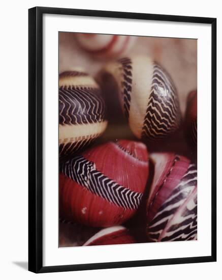 Sea Shells-Nina Leen-Framed Photographic Print