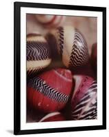 Sea Shells-Nina Leen-Framed Photographic Print