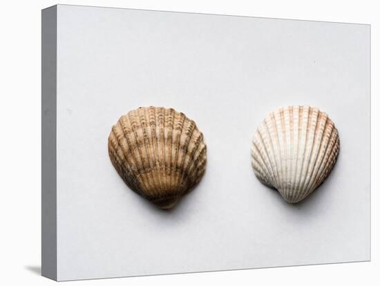 Sea Shells-Clive Nolan-Stretched Canvas